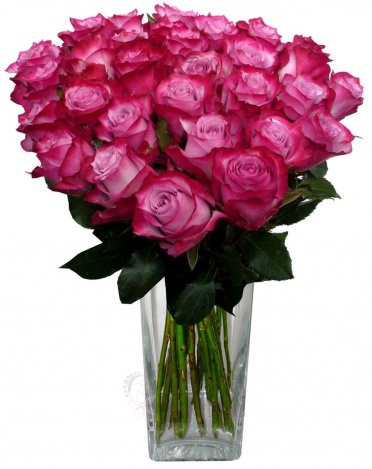 Bouquet of purple roses - Purple roses