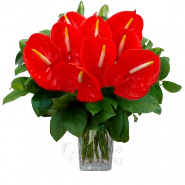 Bouquet of Anthurium + greenery - Anthurium