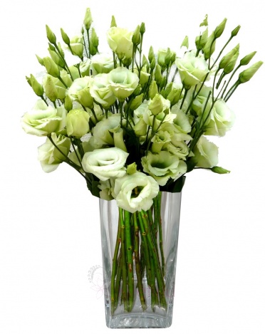 Bouquet of Eustomas - Eustoma