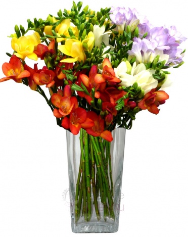 Bouquet of Fresias - Fresia