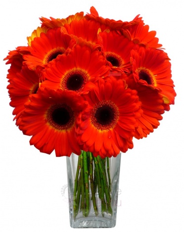 Bouquet of Gerberas - red - Red gerberas