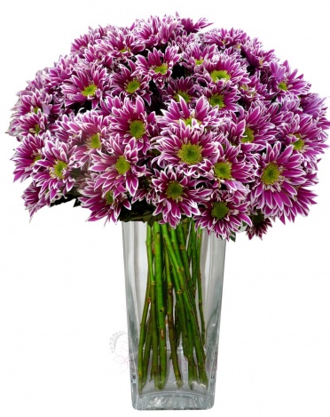 Bouquet of purple chrysanthemums - Purple chrysanthemums