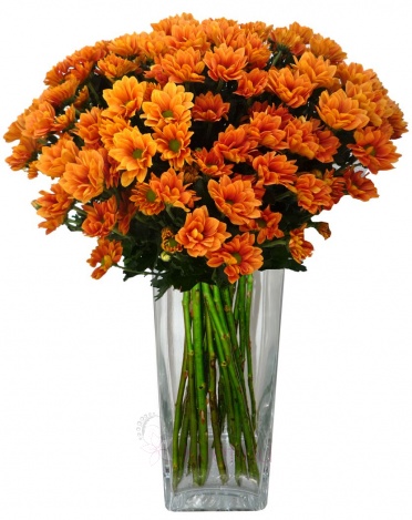 букет из оранжевых хризантем - Orange chrysanthemum