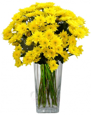 Букет из желтых хризантем - Yellow chrysanthemums