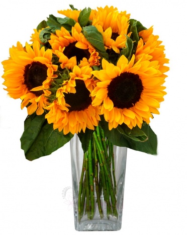 Bouquet of sunflowers - Sunflower