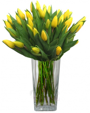 Bouquet of tulips - tulips